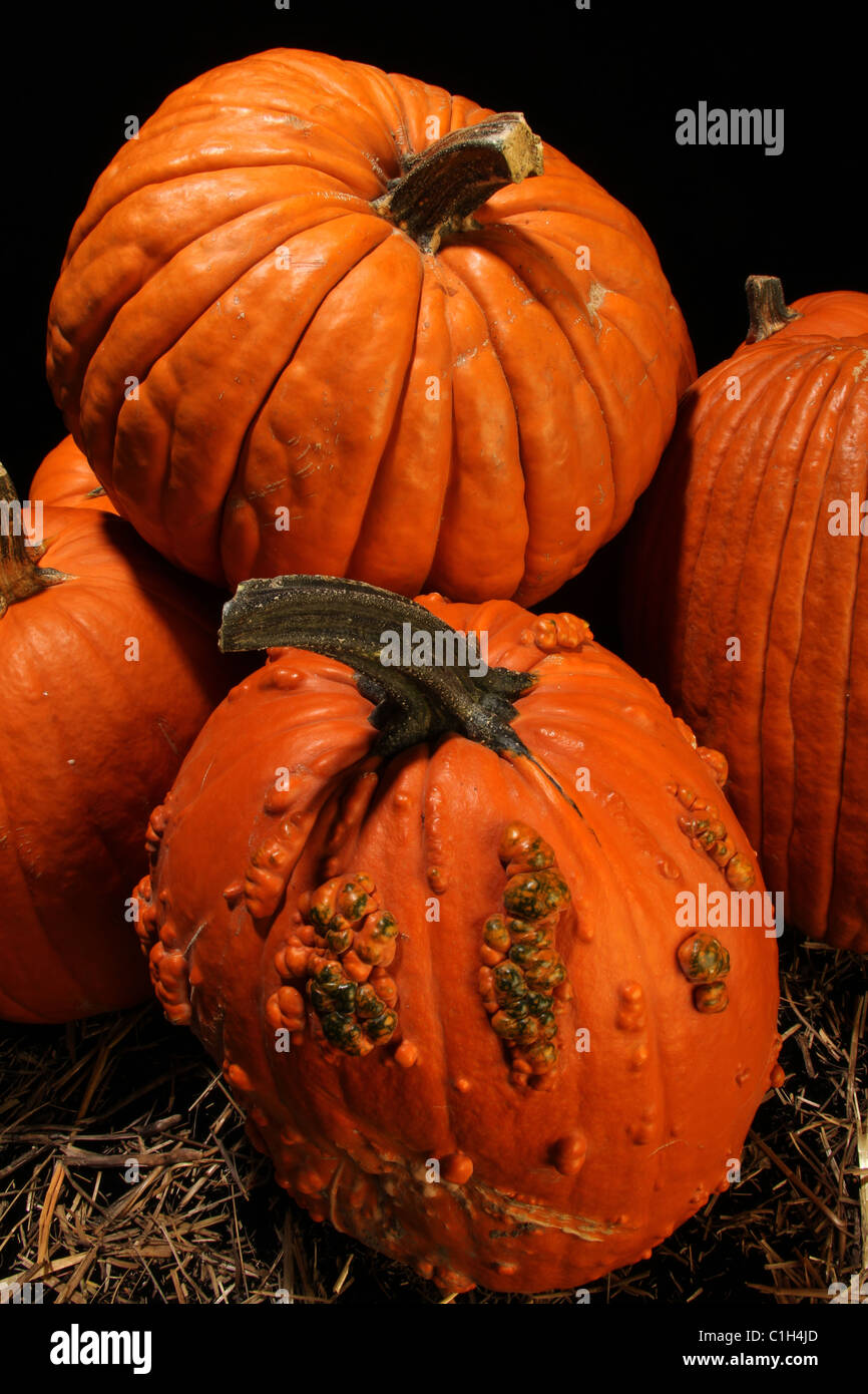 Pile of pumpkins hi-res stock photography and images - Alamy