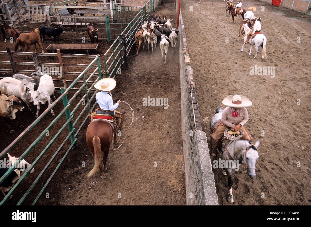 Mexico, Jalisco state, local cowboys called charros during a rodeo in ...