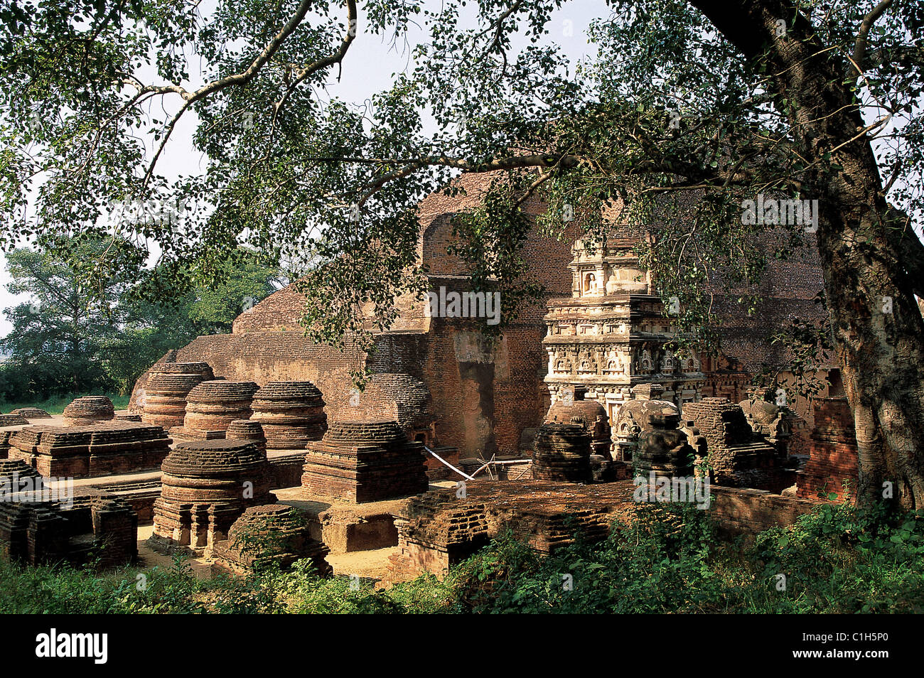 India,State of Bihar, Nalanda, ruins of the greatest Buddhic university in India Stock Photo