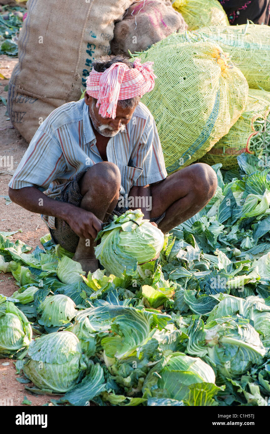 Old indian market trader trimming cabbages at an vegetable market, Andhra Pradesh, India Stock Photo