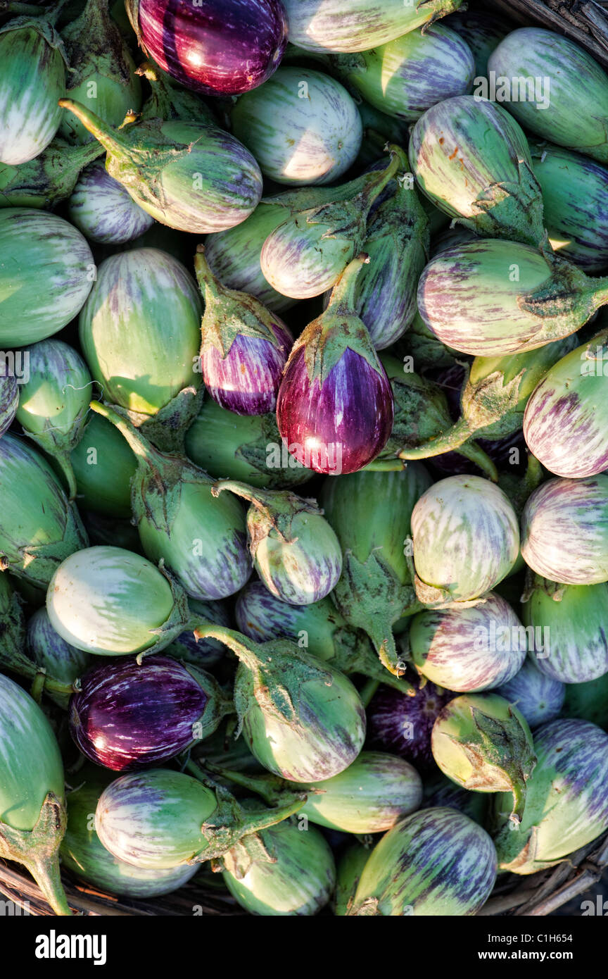 Indian vegetables. Eggplant / Aubergines or Brinjal. Andhra pradesh, India. Food pattern Stock Photo
