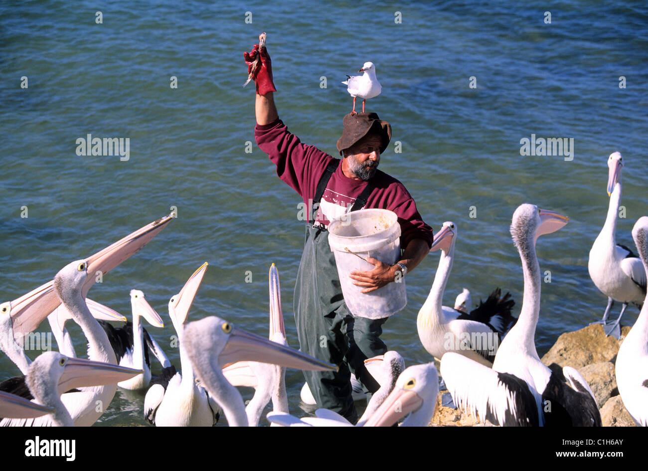 Australia, South Australia, Kangaroo Island, this man feeds every evening the pelicans of the Island Stock Photo