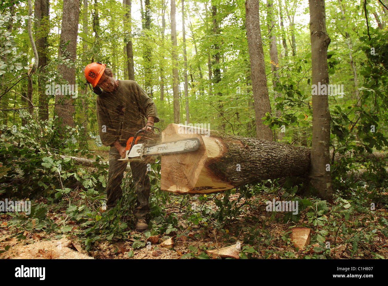 France, Allier, woodcutter in Tronçais forest Stock Photo