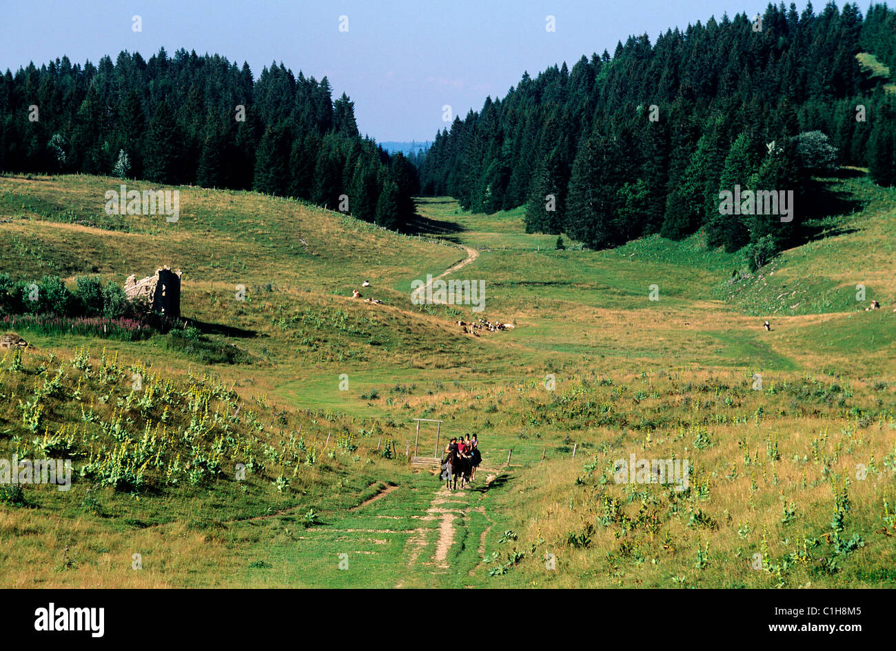 France, Jura, hike with horses Stock Photo