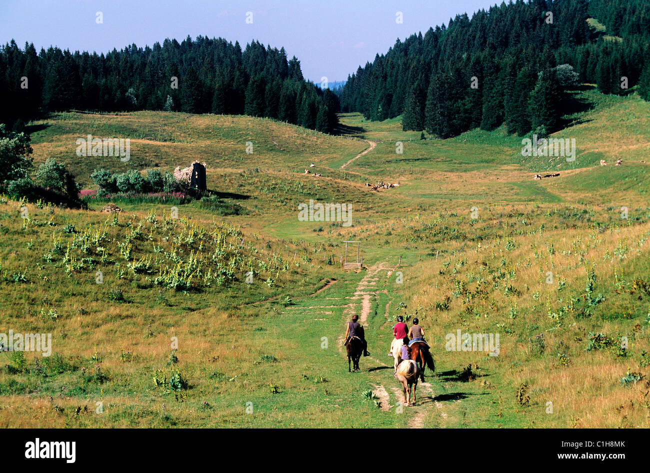 France, Jura, hike with horses Stock Photo