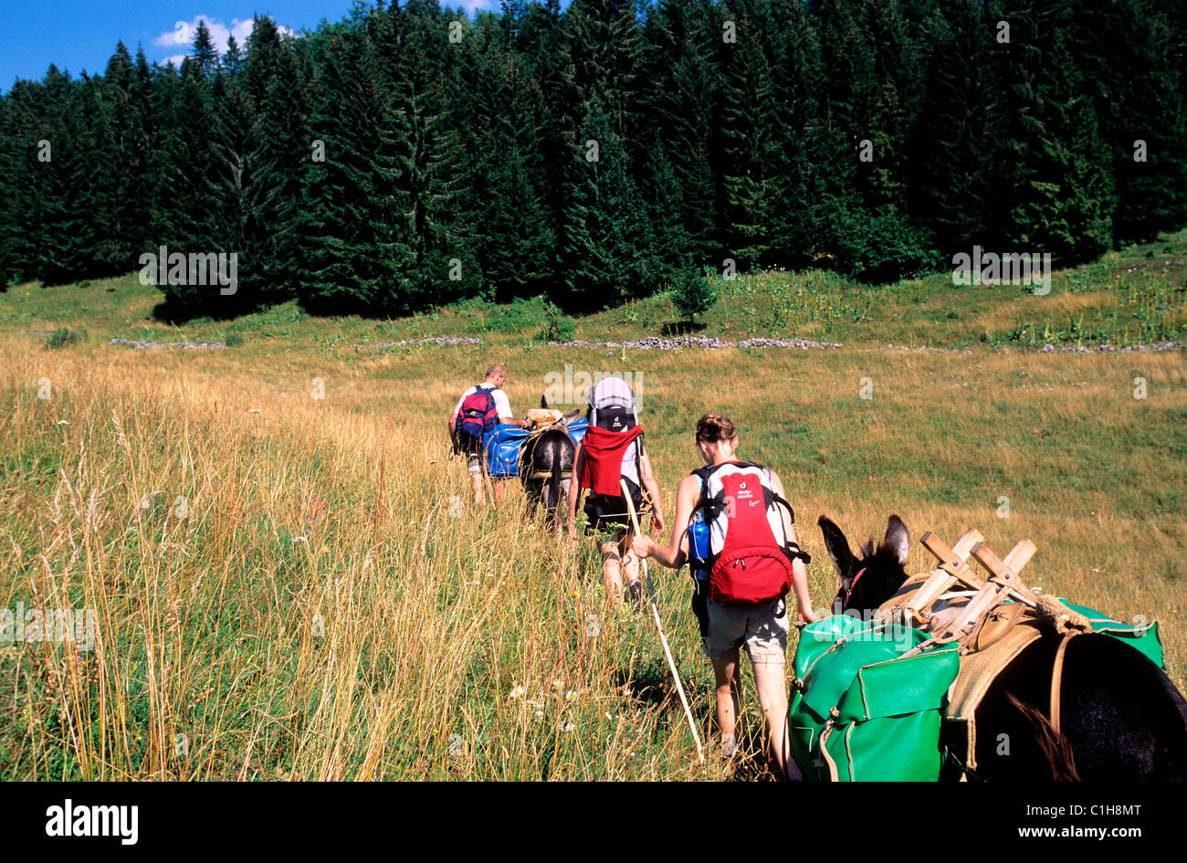 France, Jura, hike with a donkey Stock Photo