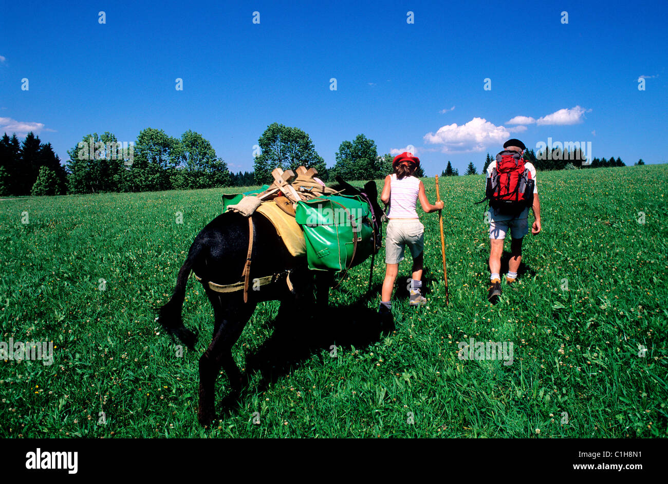 France, Jura, hike with a donkey Stock Photo