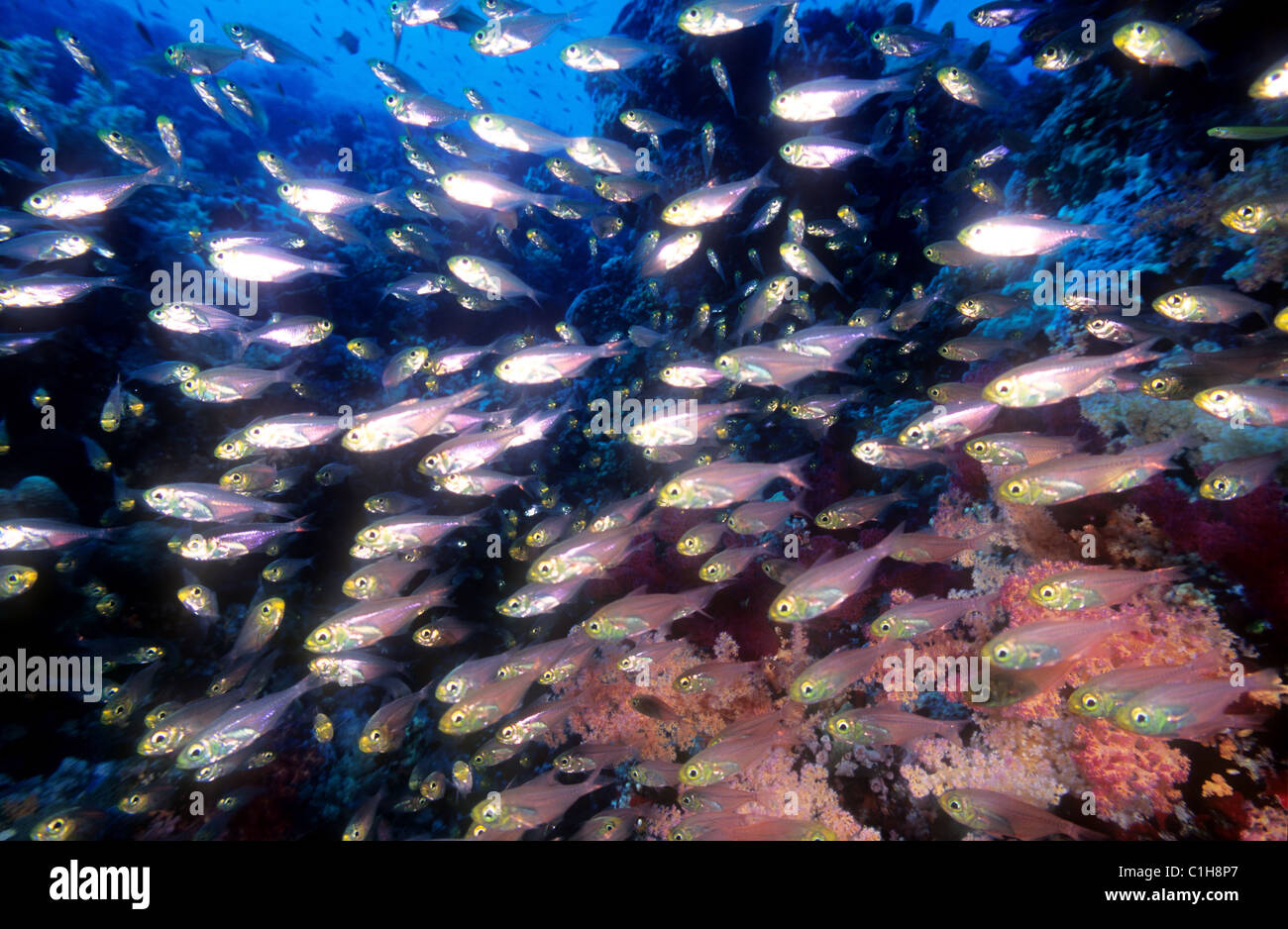 Indian glassfishes hires stock photography and images Alamy