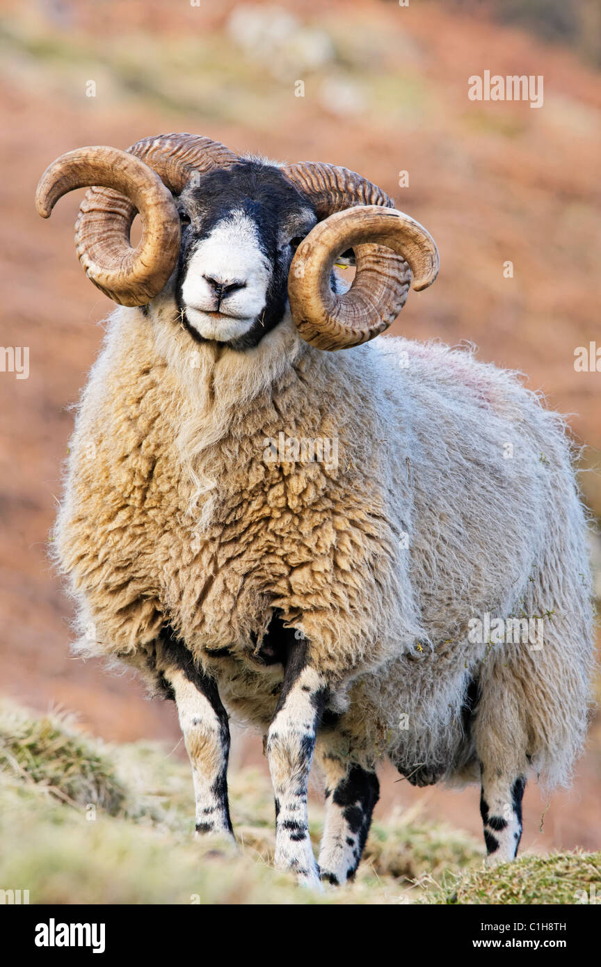 A Blackface Ram. Ochils, Clackmannanshire, Scotland, UK Stock Photo