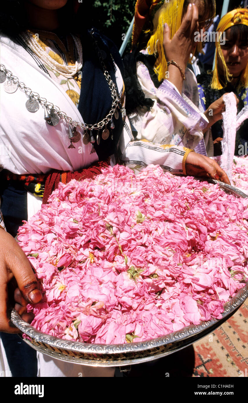 Morocco, Haut Atlas region, valley of the Roses The Rose festival in