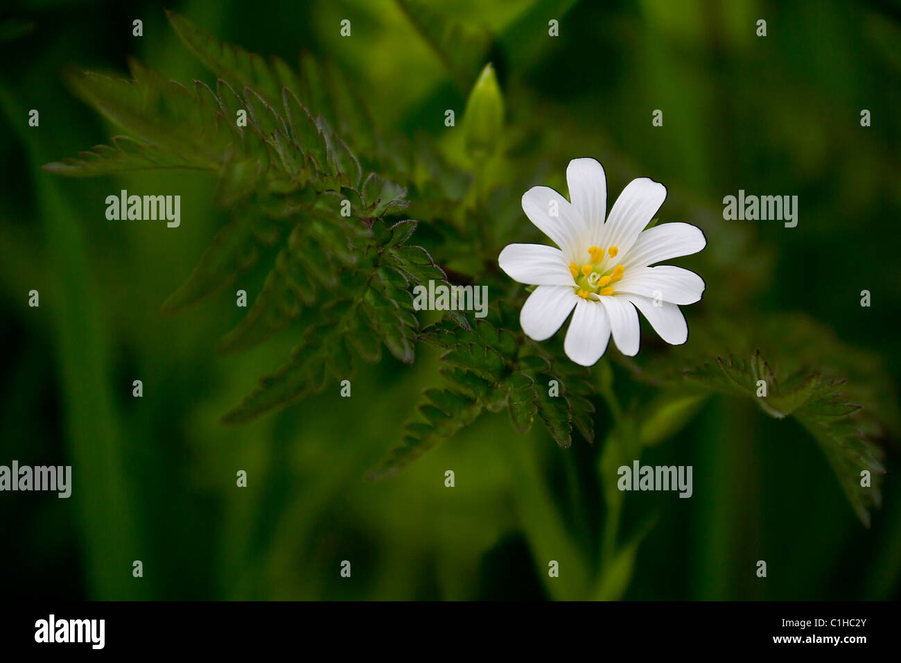 Stitchwort flower hi-res stock photography and images - Alamy