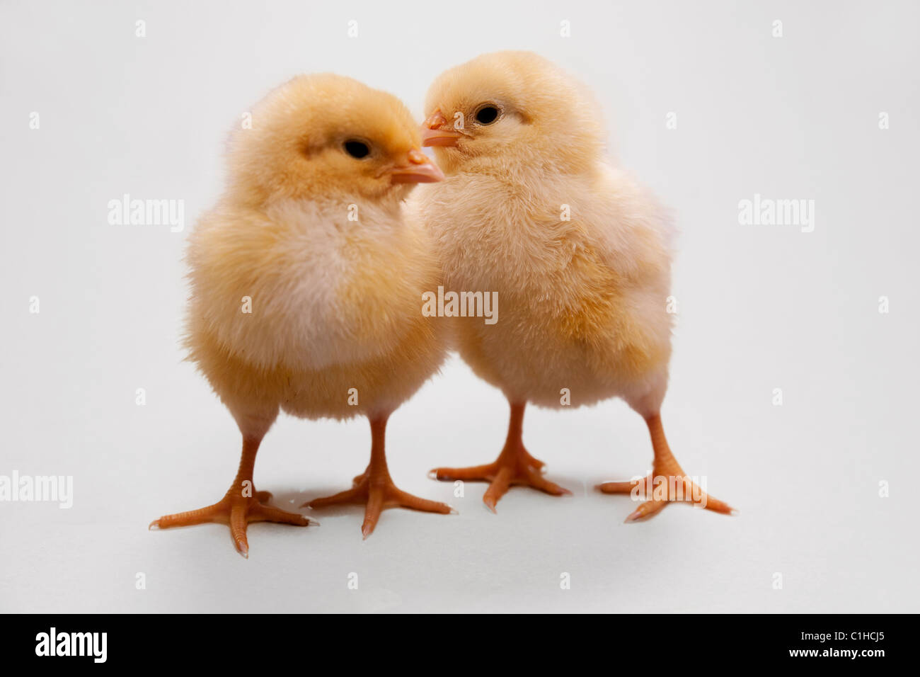 two cute one day old yellow chicken chicks Stock Photo