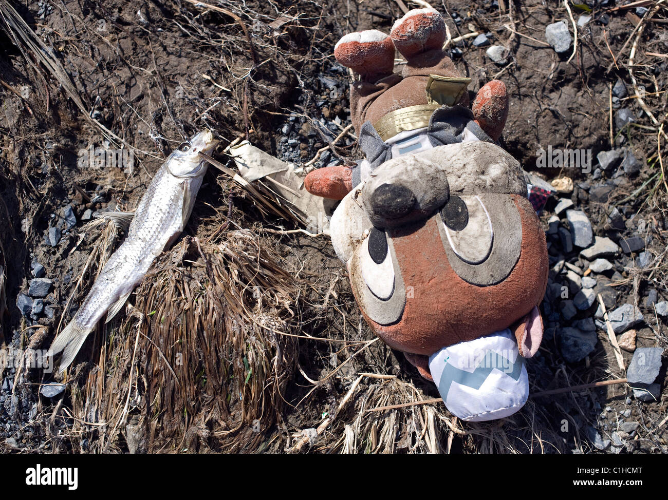 A dead fish and a child's cuddly toy lie in the dirt following the mega tsunami and quake in the Onagawa district of Ishinomaki Stock Photo