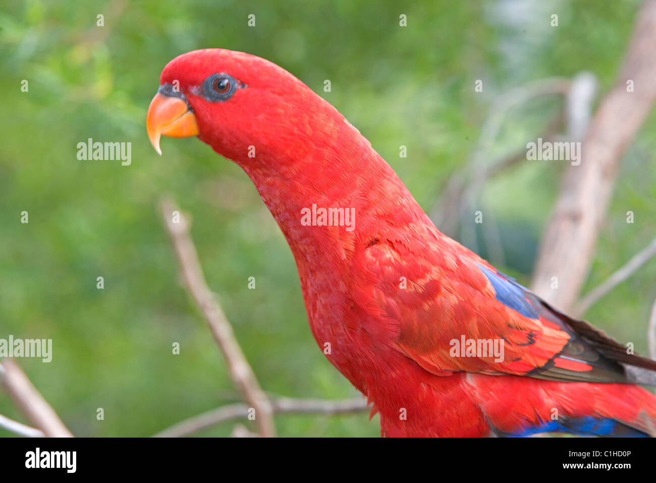 Australia Northern Territory Darwin Peter Mc Grath & his wife run a Bed