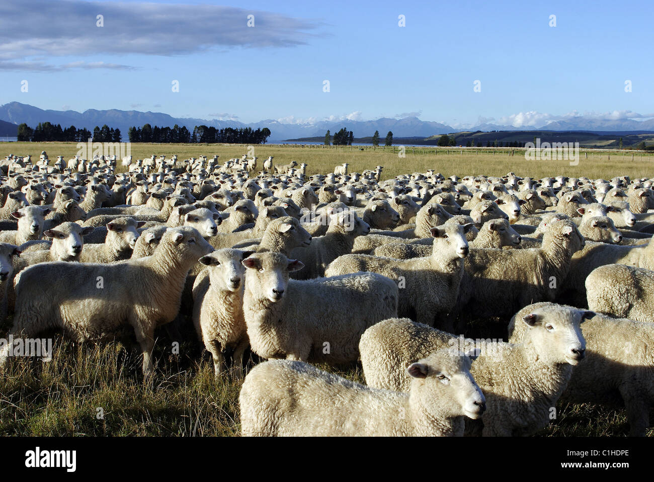 New Zealand, South Island, sheep near Lake Taupo Stock Photo - Alamy