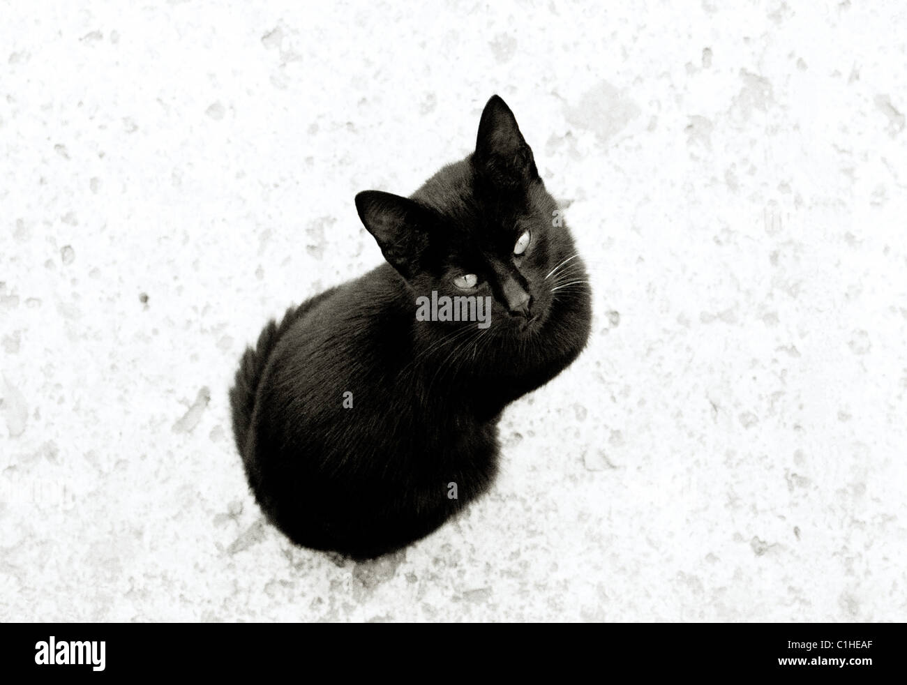 Documentary Photography Mysterious black cat in Istanbul in Turkey