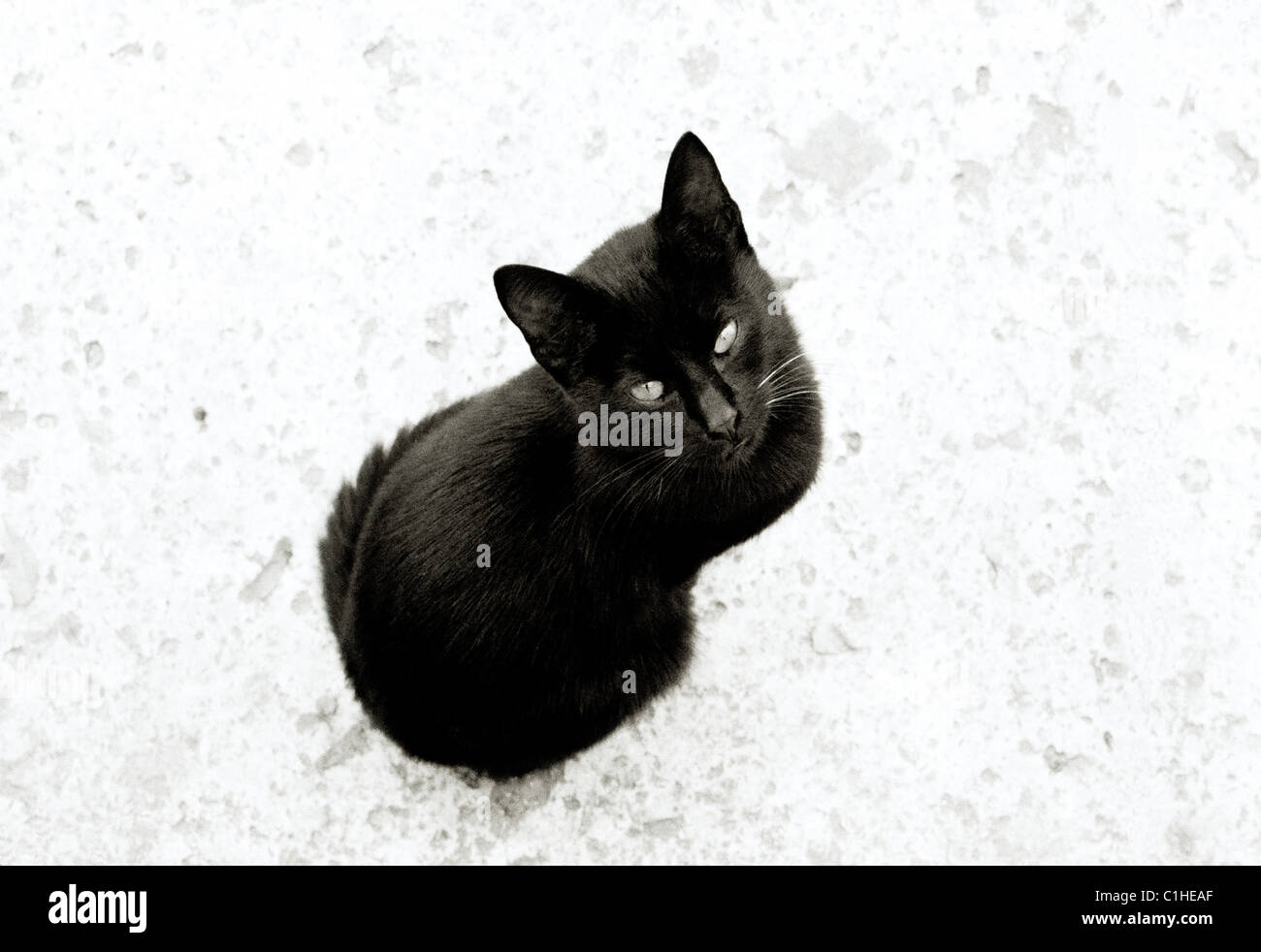Documentary Photography - Mysterious black cat in Istanbul in Turkey Middle East Asia. Cats Eerie Sinister Stock Photo