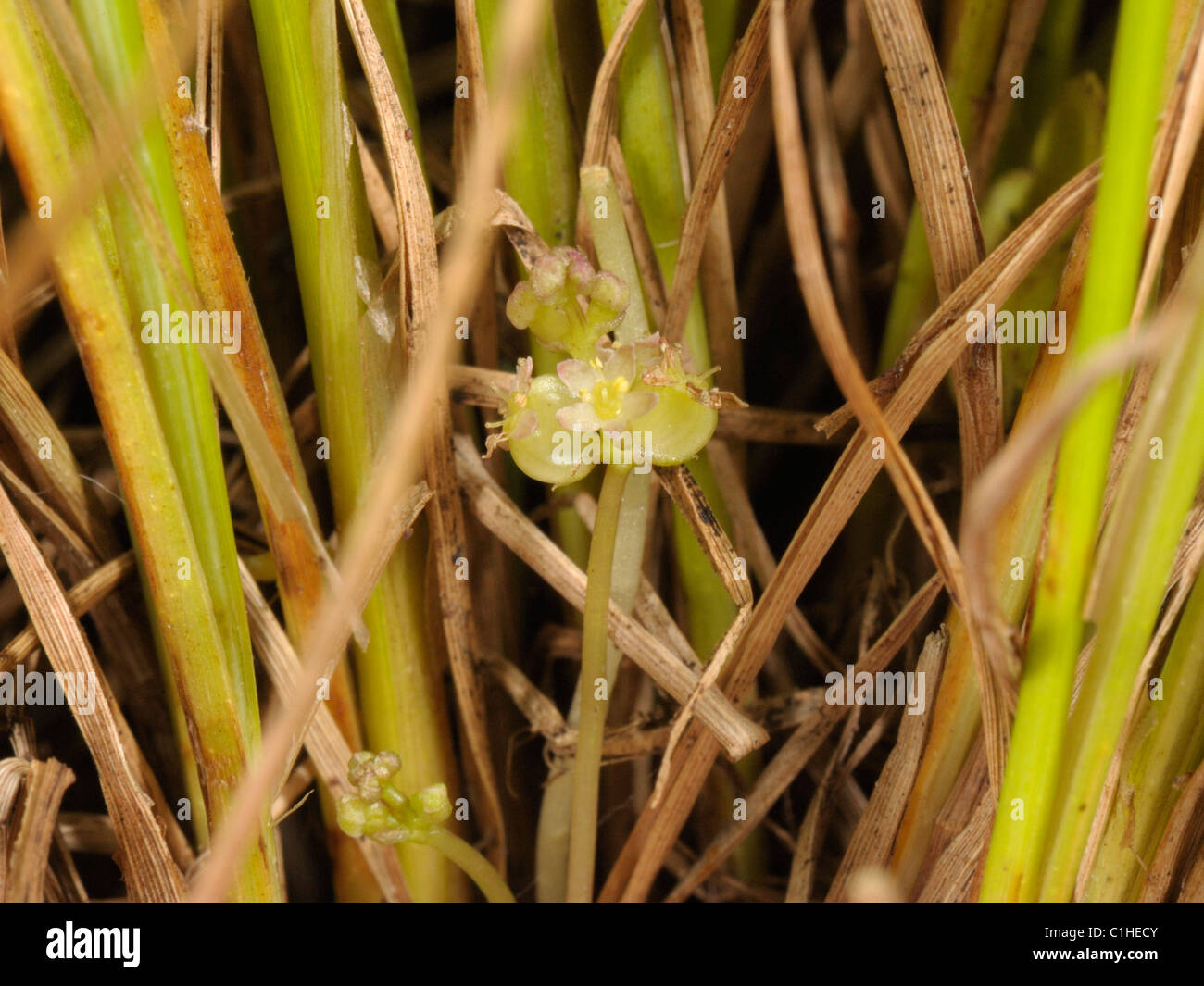 Marsh Pennywort flower, hydrocotyle vulgaris Stock Photo