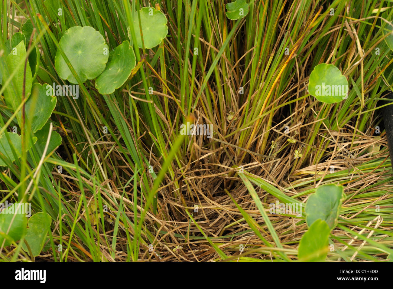 Marsh Pennywort flowering, hydrocotyle vulgaris Stock Photo