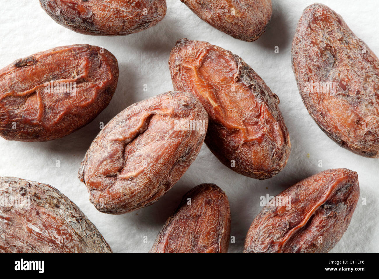 COCOA BEANS Stock Photo