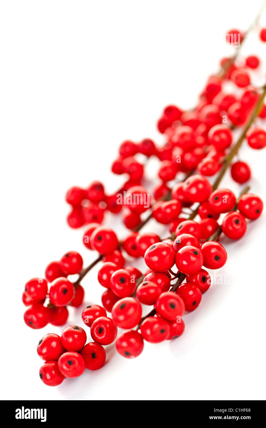 Winterberry Christmas branches with red holly berries Stock Photo