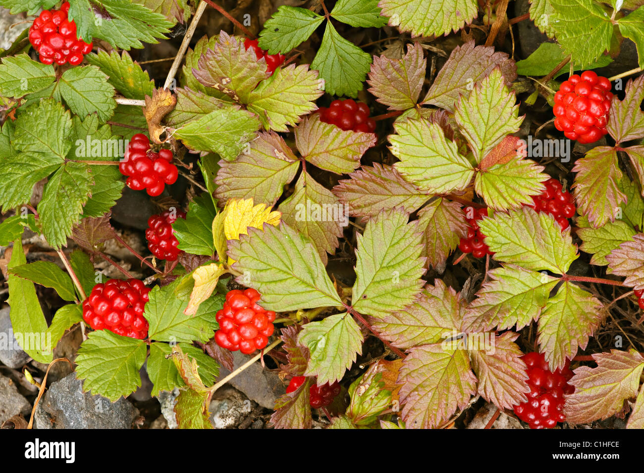 Nagoonberries just at their ripeness at the North Fork of Eagle River in the Chugach State Park of Southcentral Alaska. Stock Photo