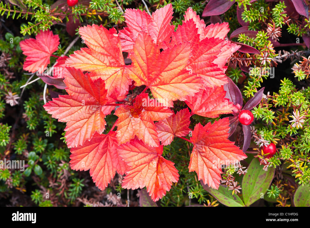 Closeup (macro) of Red Currants (Ribes triste) near the South Fork of Eagle River in Chugach State Park, Alaska. Stock Photo