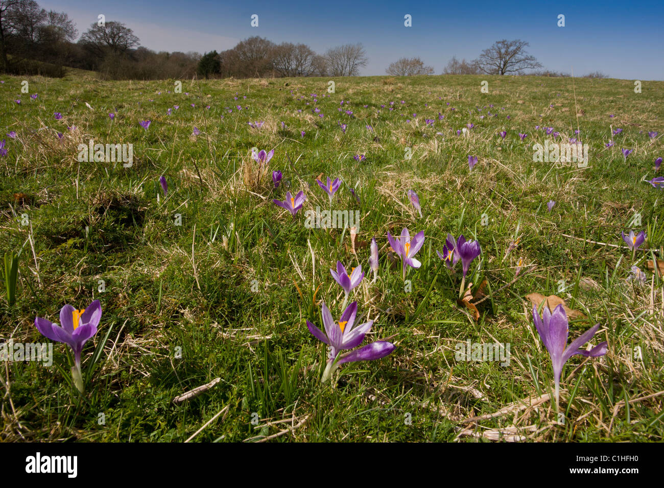 Spring Crocus, Crocus vernus, in Inkpen Crocus Field SSSI, Berkshire ...