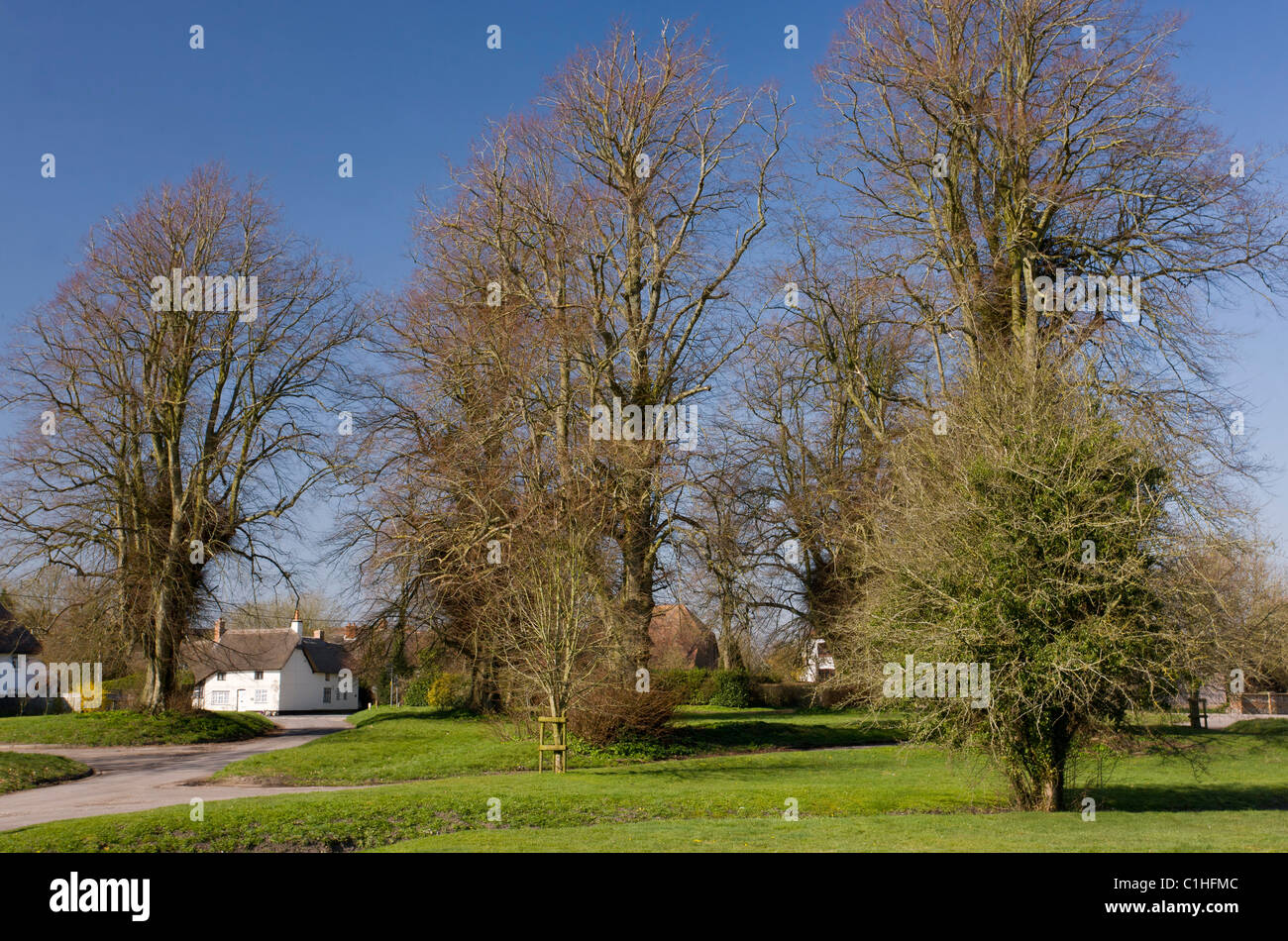 Village green with lime trees in the village of East Grafton, Wiltshire