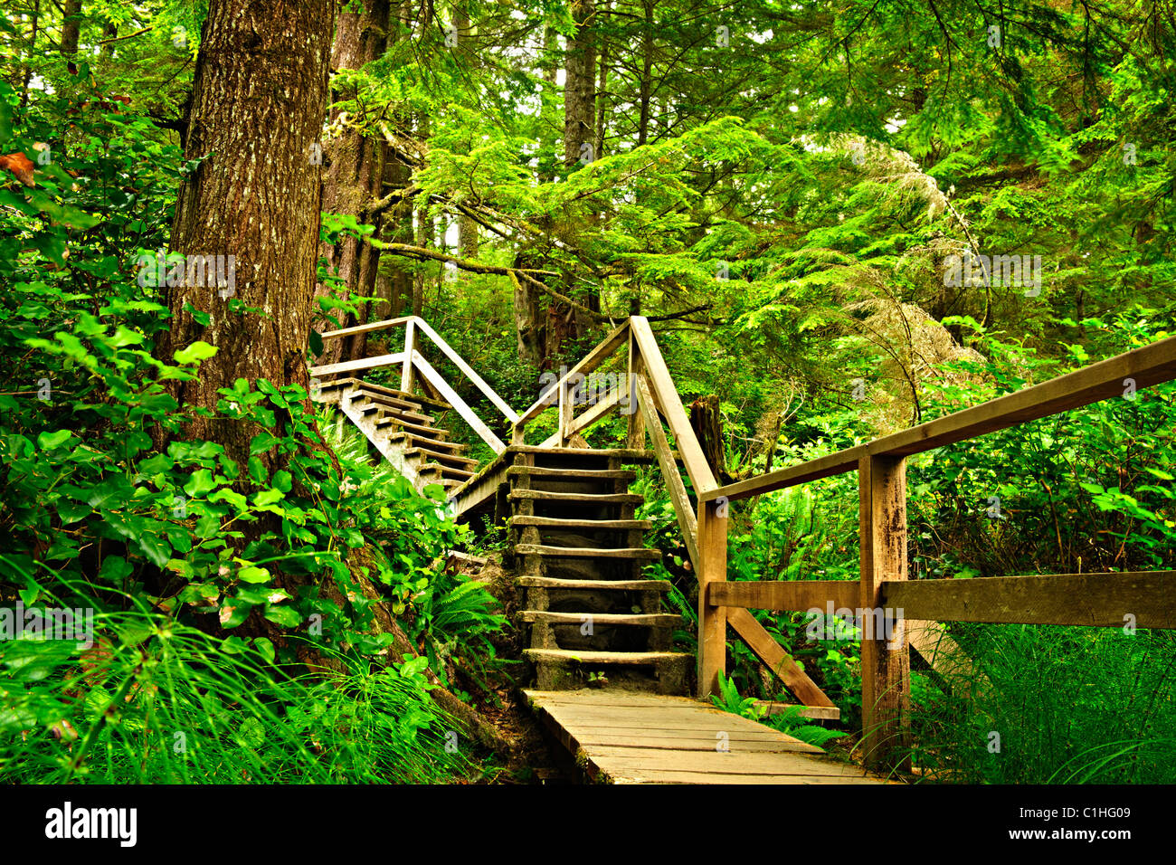 Path through temperate rain forest. Pacific Rim National Park, British Columbia Canada Stock Photo