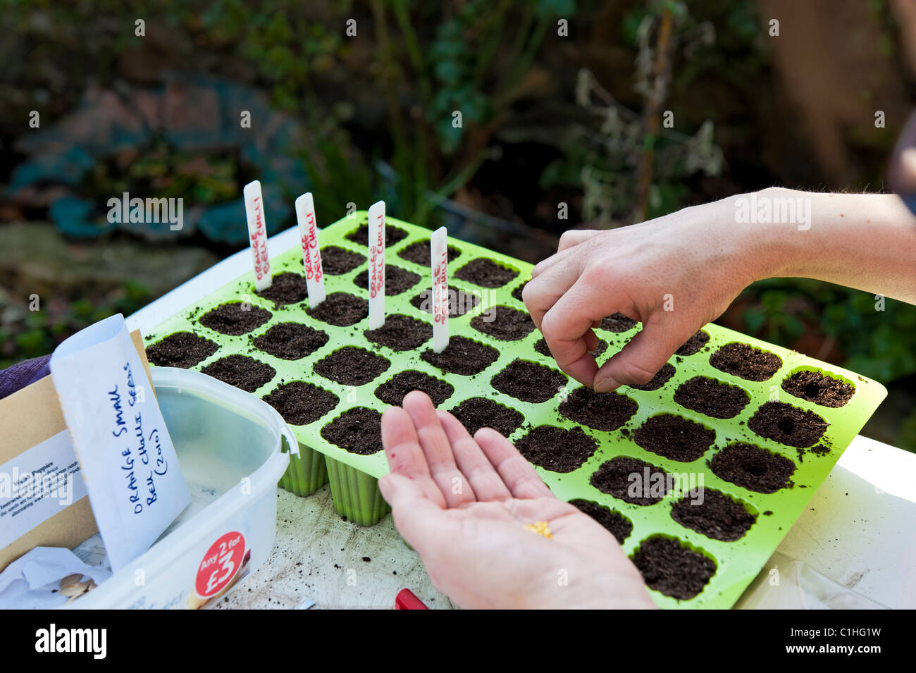 Woman planting seed into trays in country garden Stock Photo Alamy