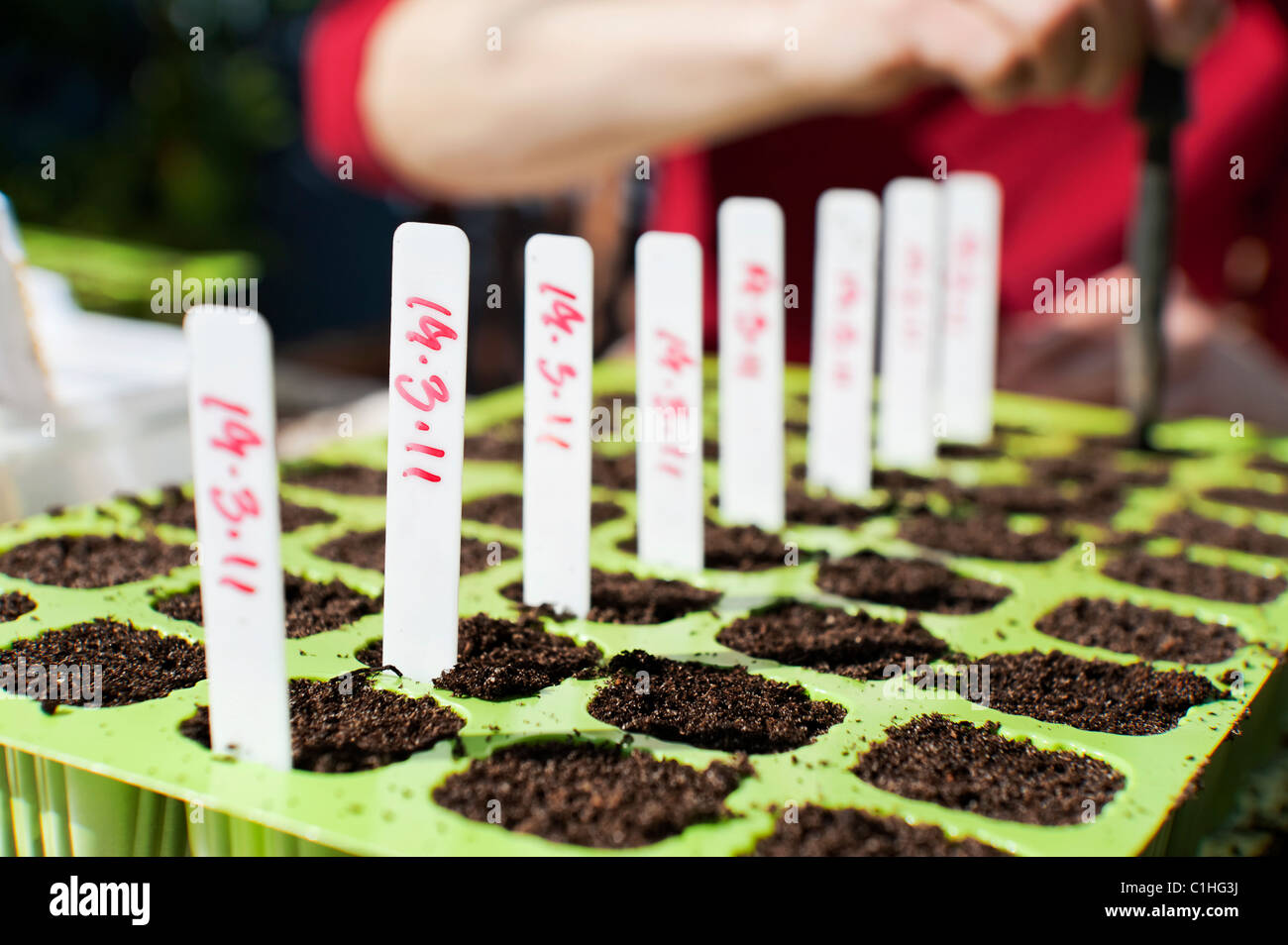 Woman planting seed into trays in country garden Stock Photo Alamy