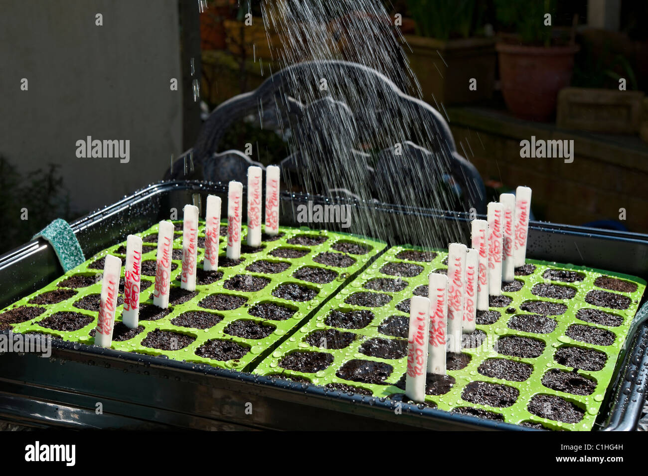 Water spraying onto seed trays in country garden Stock Photo Alamy