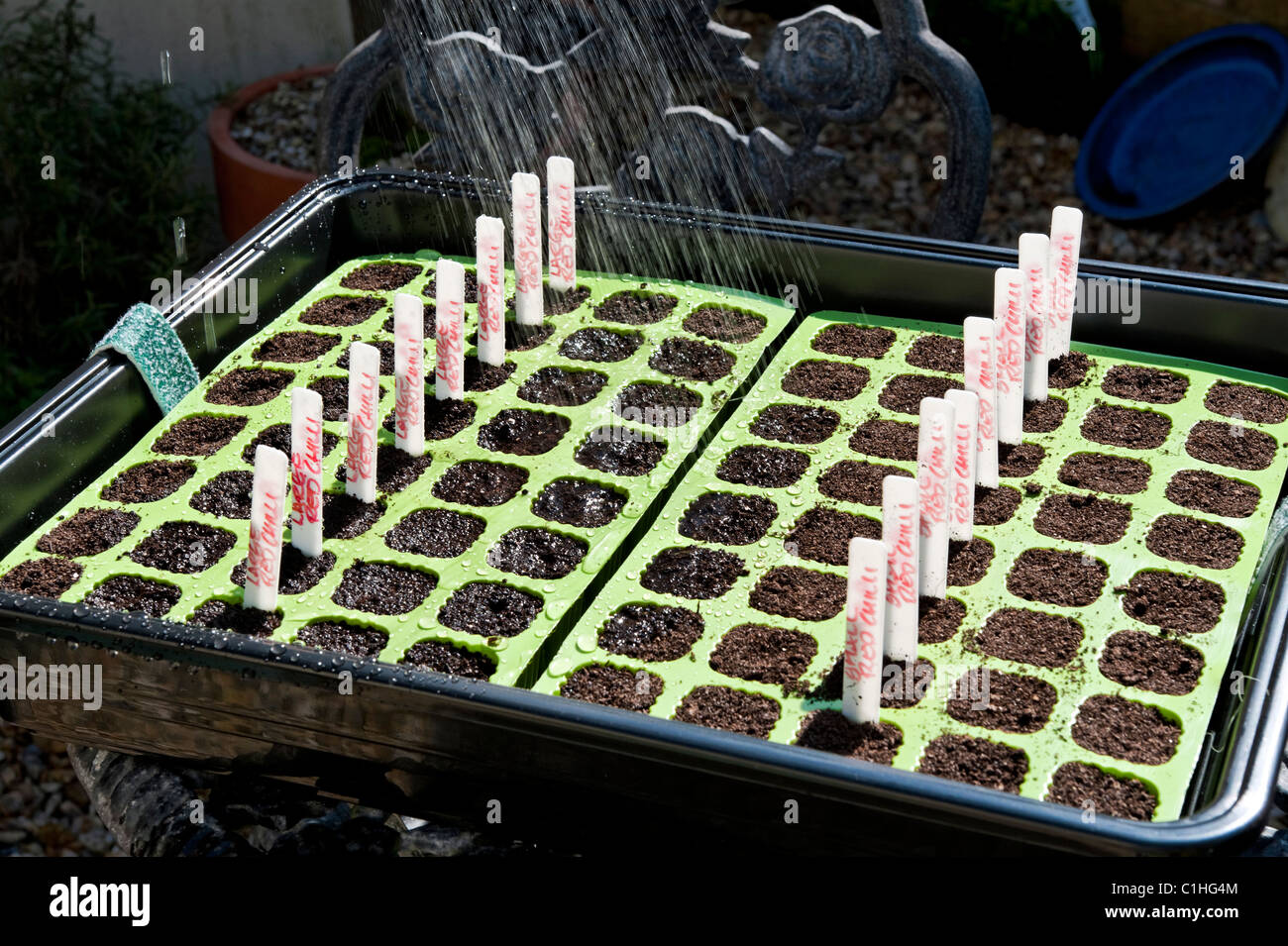 Water spraying onto seed trays in country garden Stock Photo Alamy
