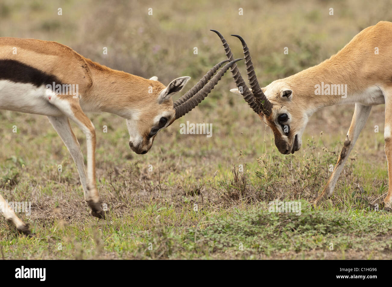 Stock photo of two male thomson's gazelles sparring. Stock Photo