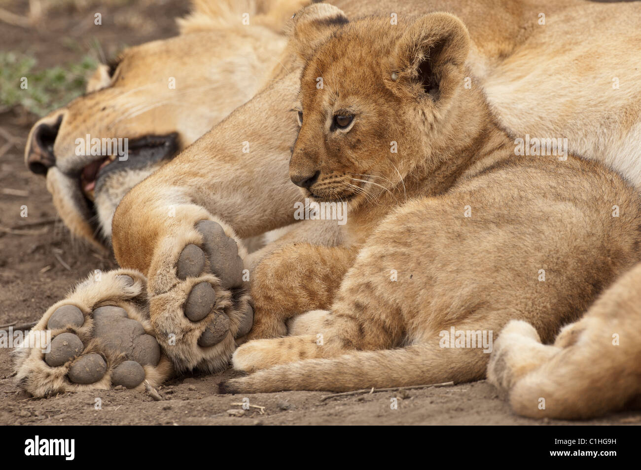 Stock photography of a small lion cub curled up in the safety of her mom's paws. Stock Photo