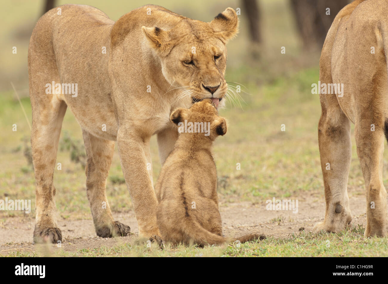 Mom And Baby Lion