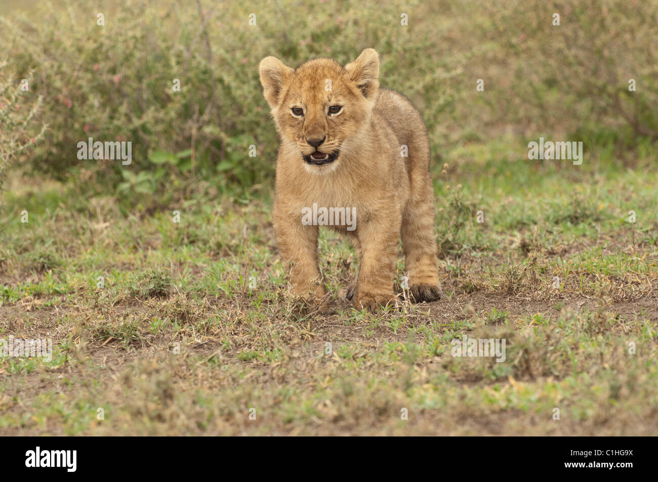 Stock photo of a lion cub standing and looking Stock Photo - Alamy