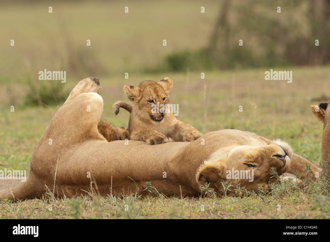 Lion cubs nursing hi-res stock photography and images - Alamy