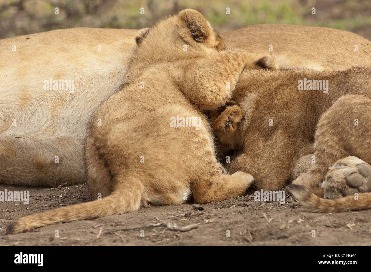 Stock photo of lion cubs nursing Stock Photo - Alamy