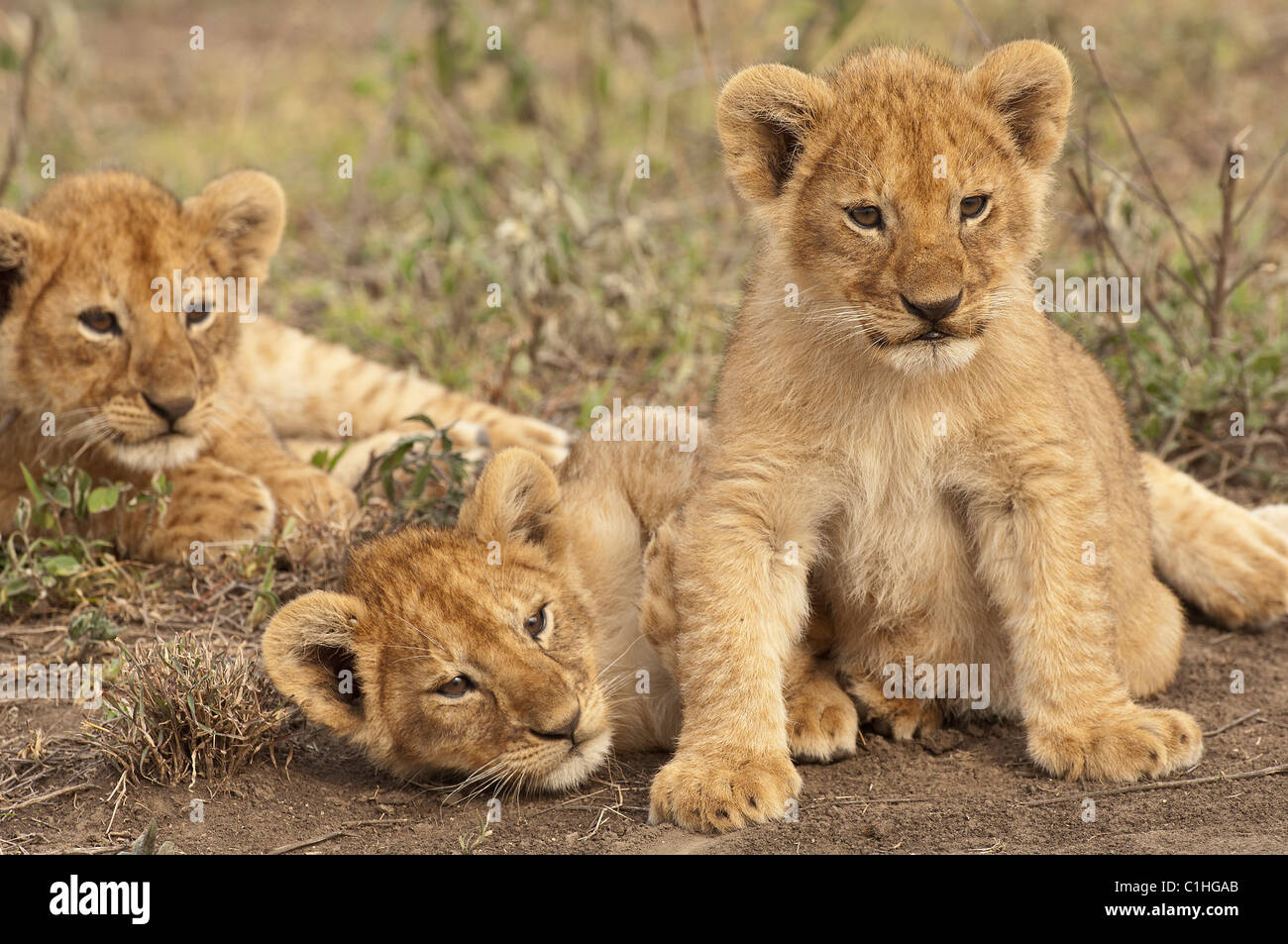 Stock photo of three lion cubs hanging out together. Stock Photo