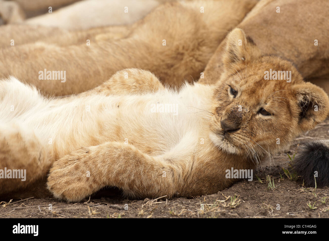 Stock photo of a lion cub in complete relaxation. Stock Photo