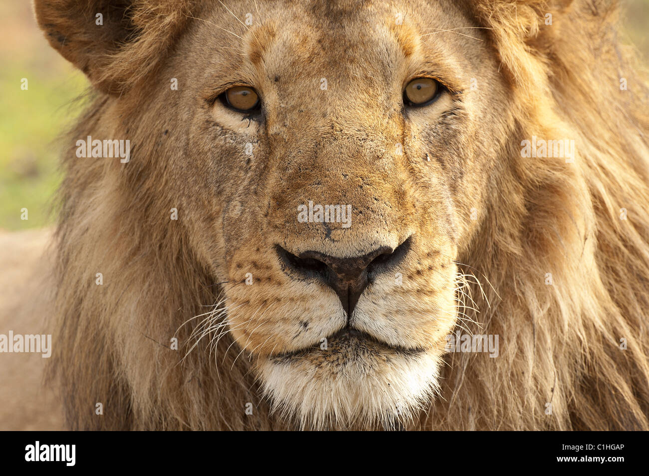 Stock photo closeup portrait of a large male lion. Stock Photo