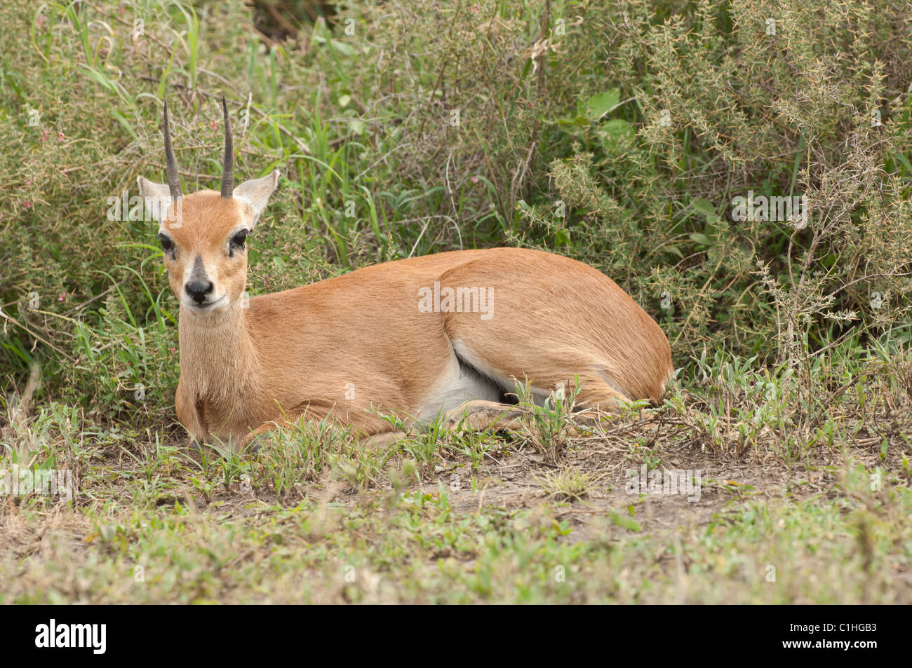 Male oribi resting near some brush. Stock Photo