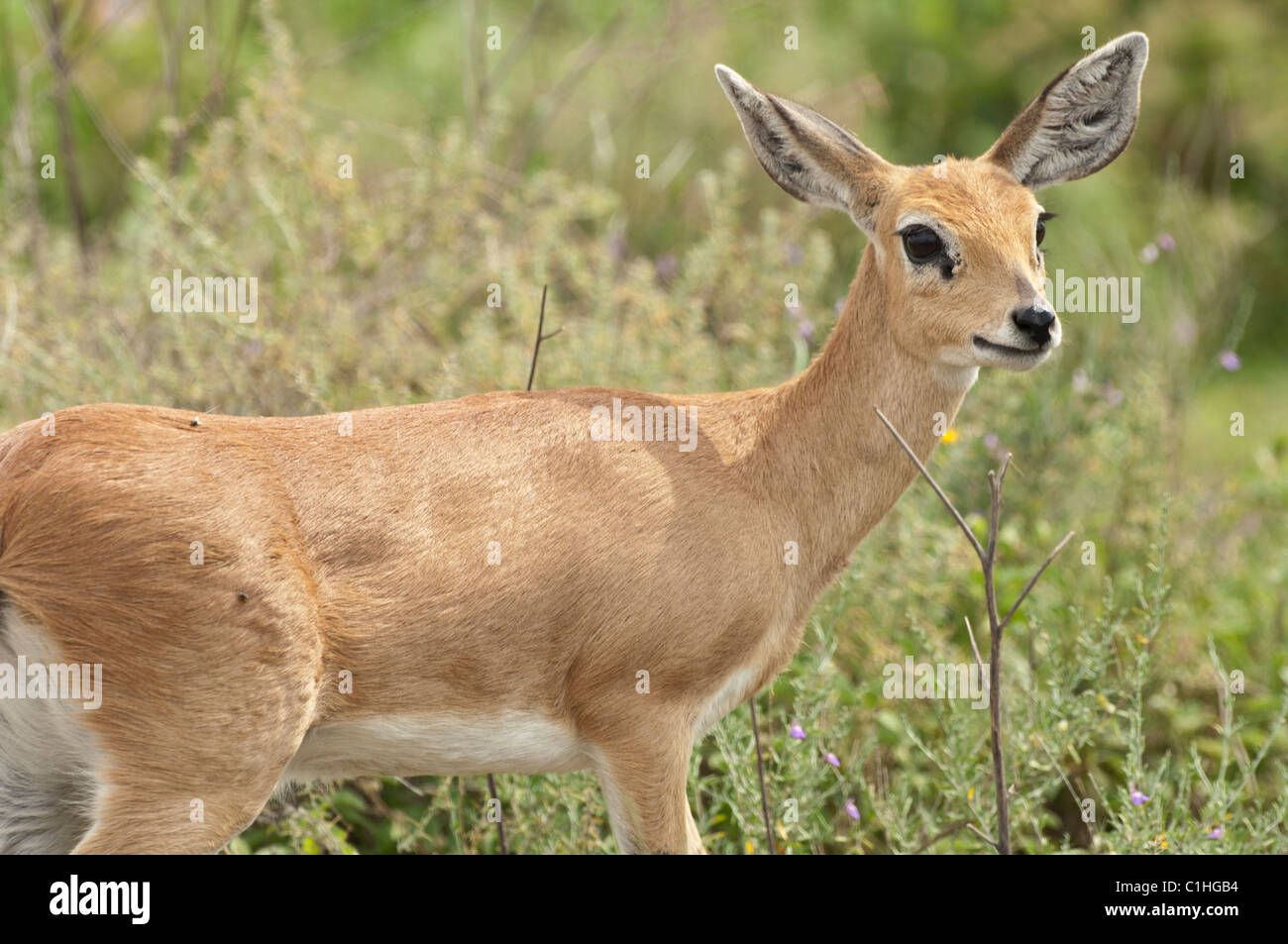 Female oribi standing near some brush. Stock Photo