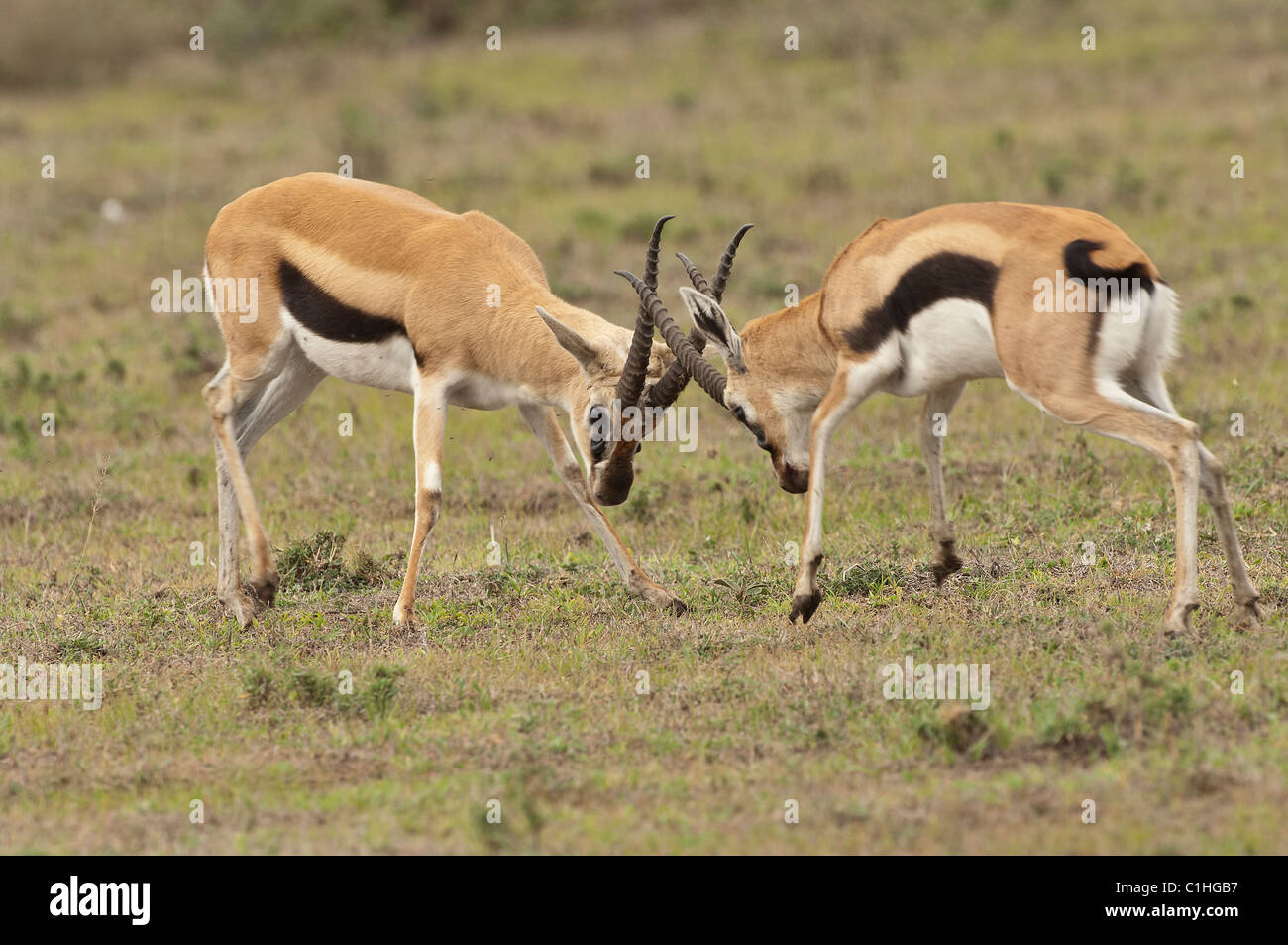 Stock photo of two male thomson's gazelles sparring. Stock Photo