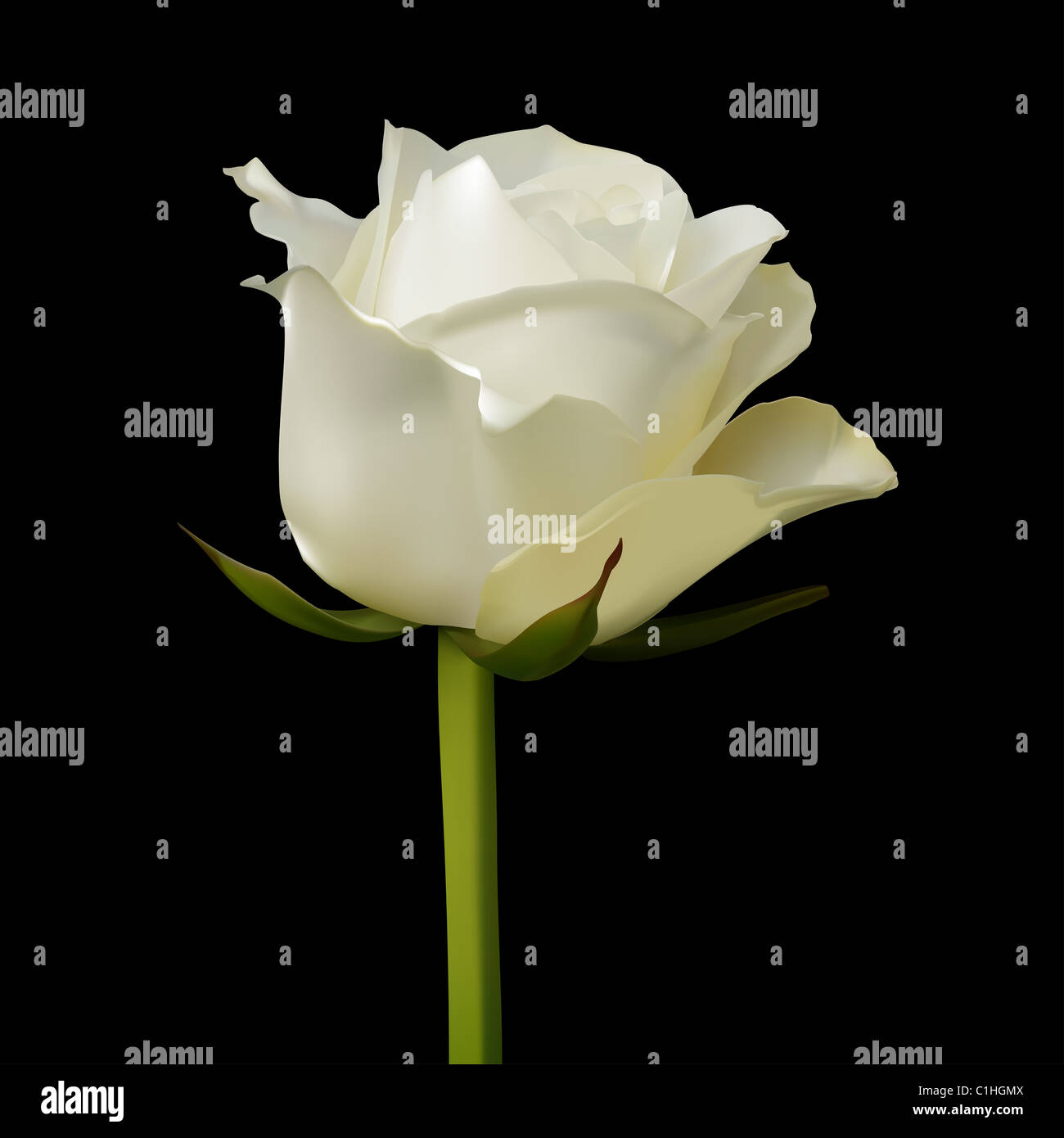 White rose photo realistic vector on a black background Stock Photo - Alamy