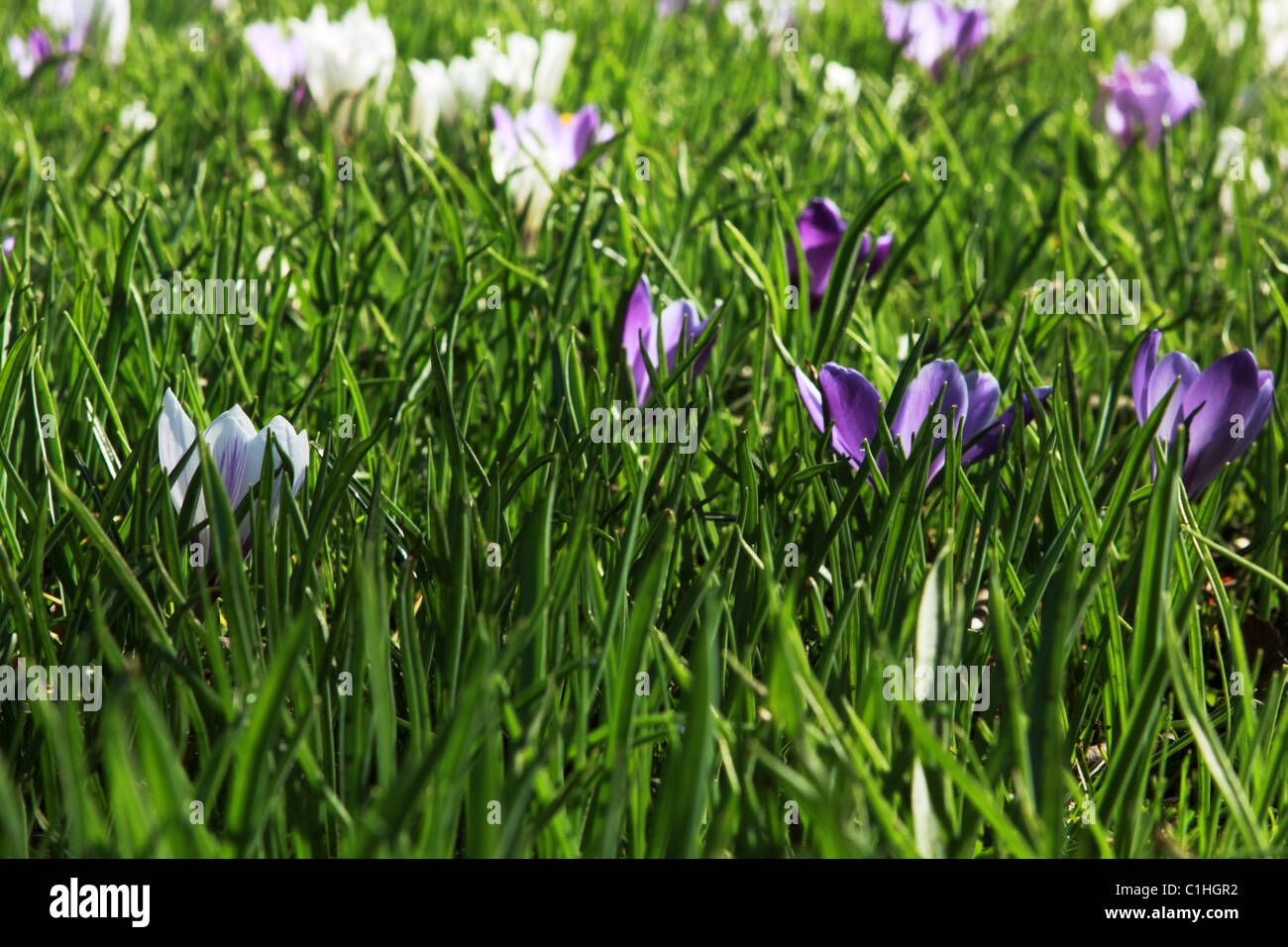green grass background with flowers Stock Photo - Alamy
