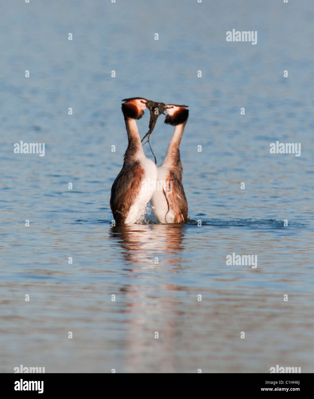 Great Crested Grebes Podiceps cristatus in courtship display performing weed dance Stock Photo