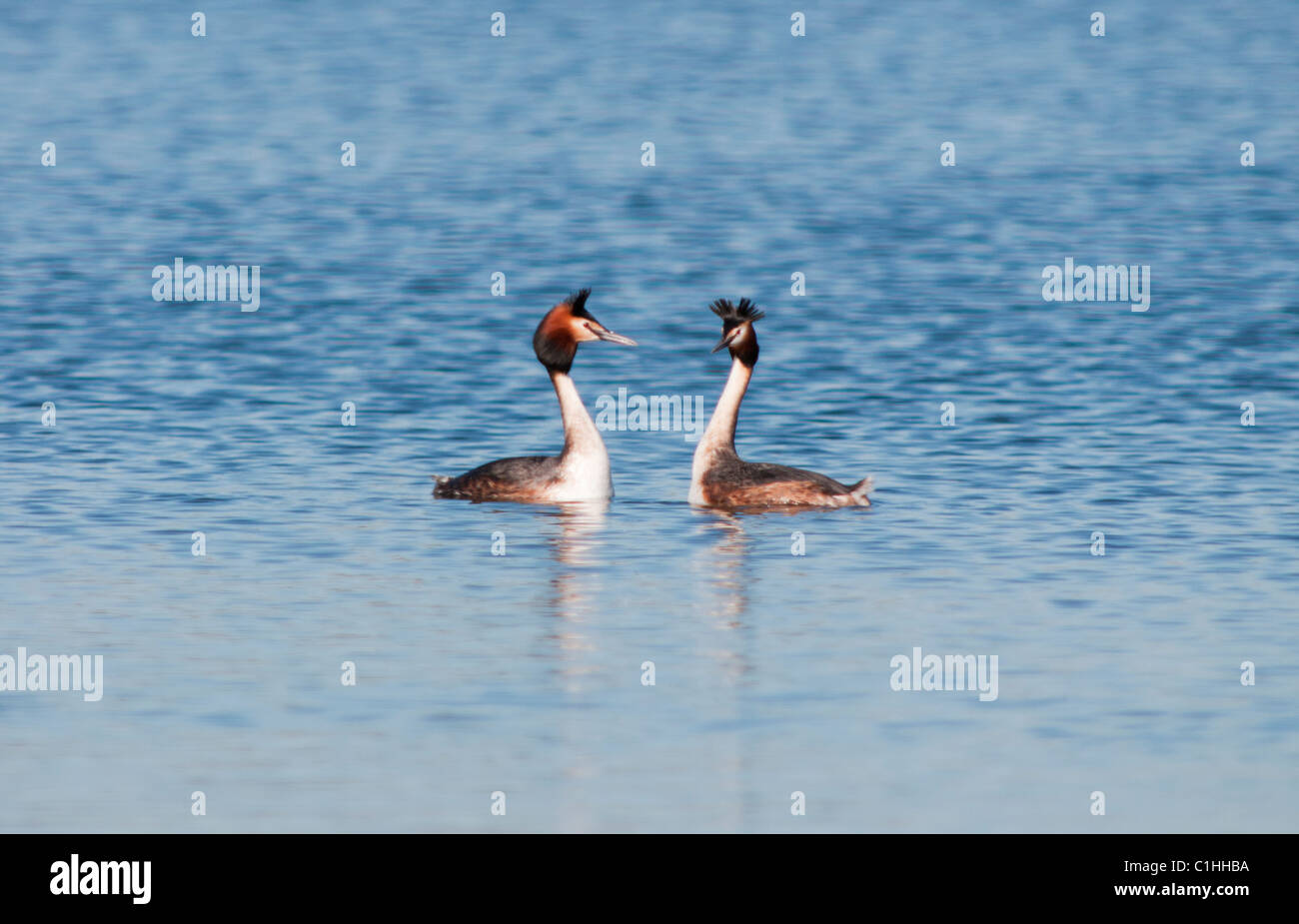 Great Crested Grebes (Podiceps cristatus) in courtship display Stock Photo